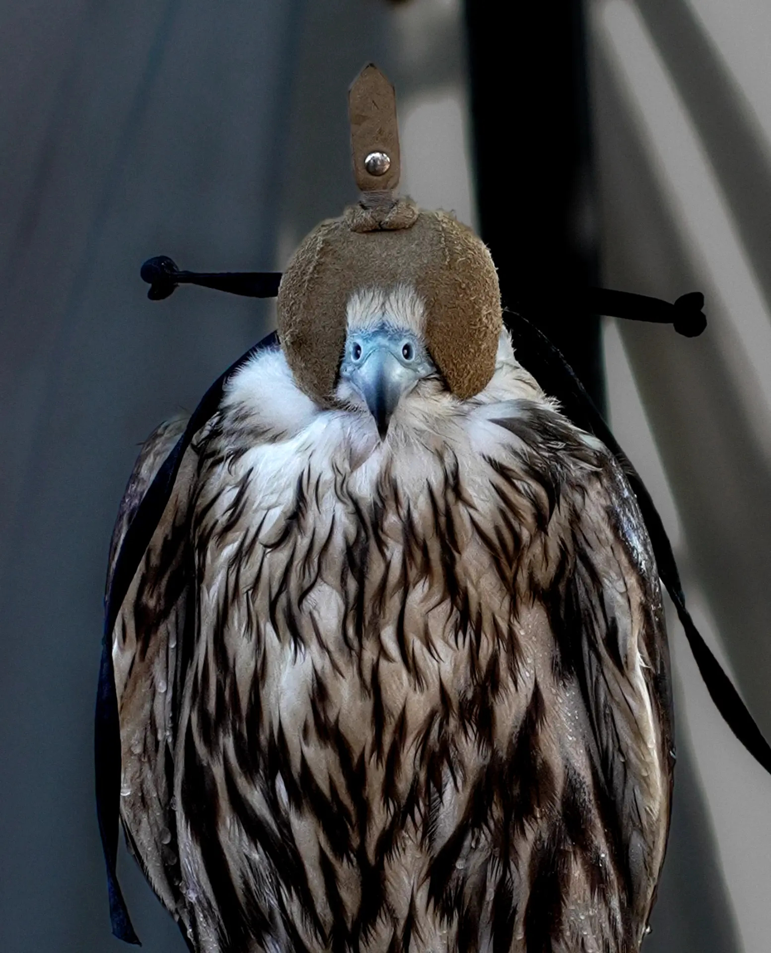Rapace